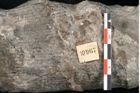 Foto (Detailansicht) von Calamites communis Ettingshausen (NHMW-GEO-2024-0188-10967)